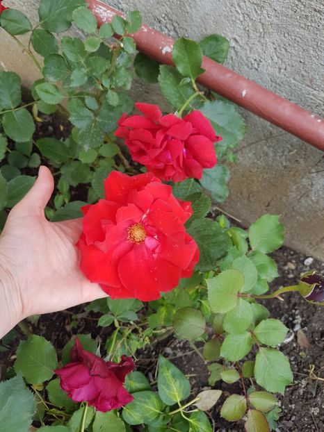  - Gradina mai 2018