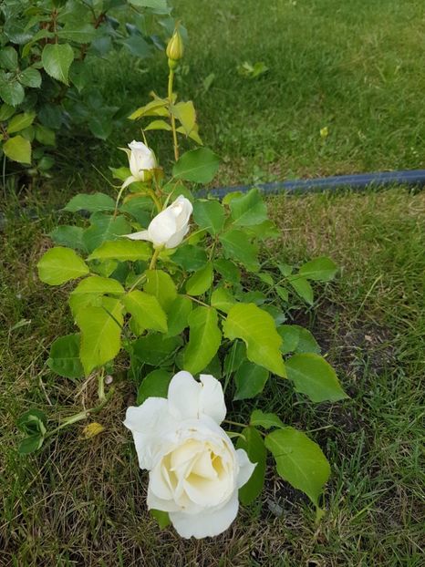 Lenip - Gradina mai 2018