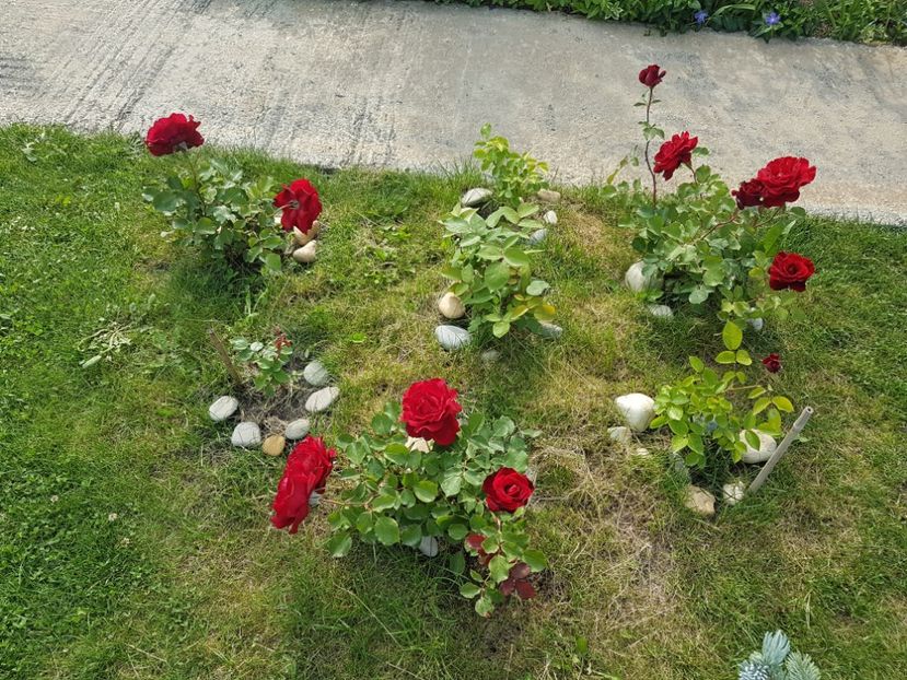 Don juan - Gradina mai 2018