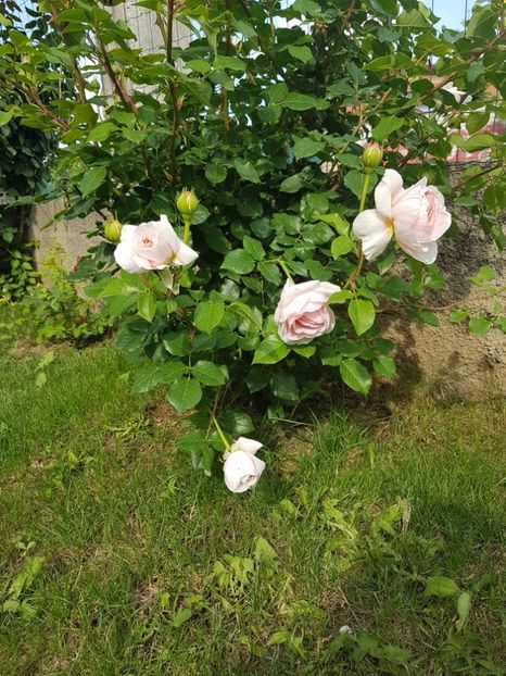 Abr. D - Gradina mai 2018