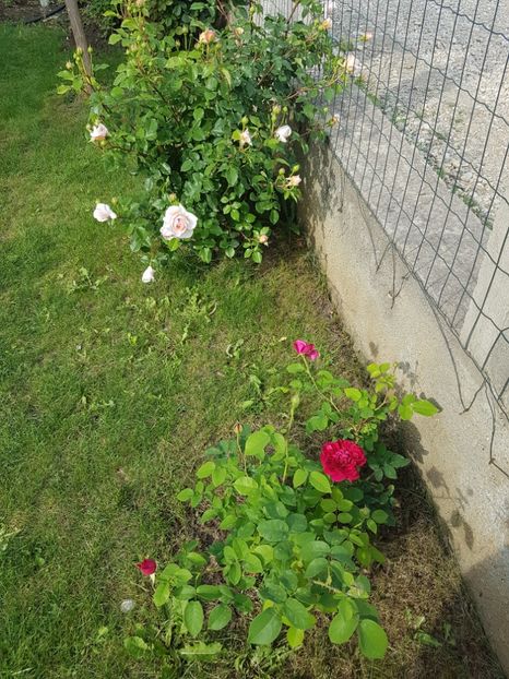  - Gradina mai 2018