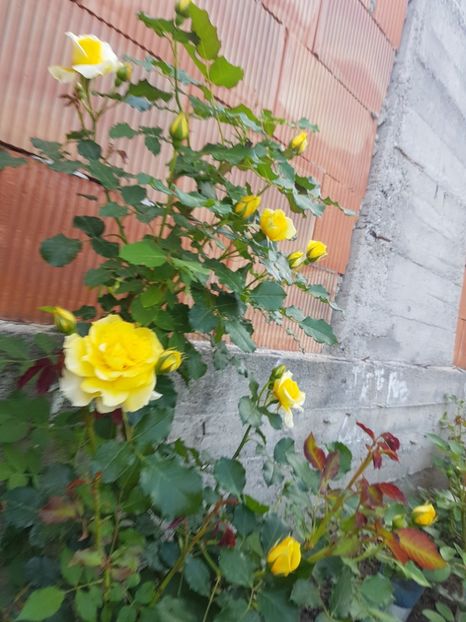 Rimosa - Gradina mai 2018
