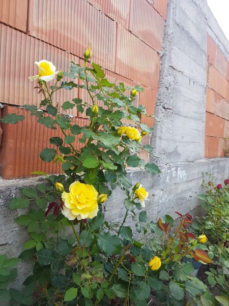  - Gradina mai 2018