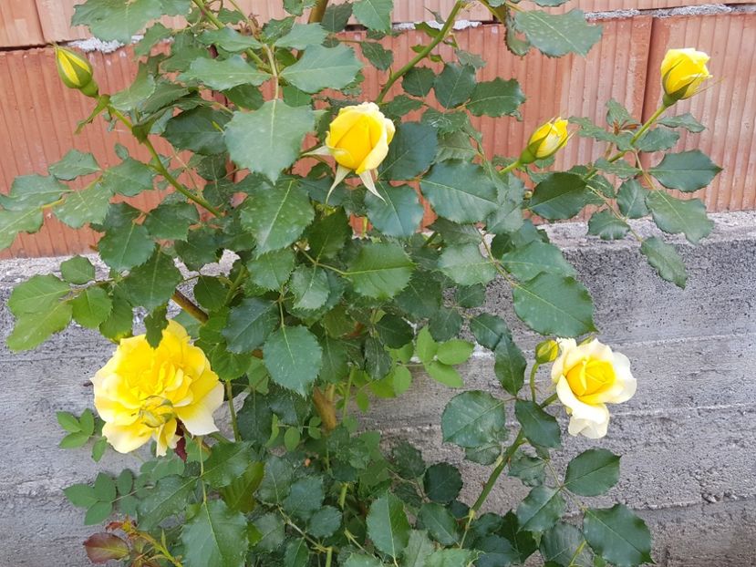  - Gradina mai 2018