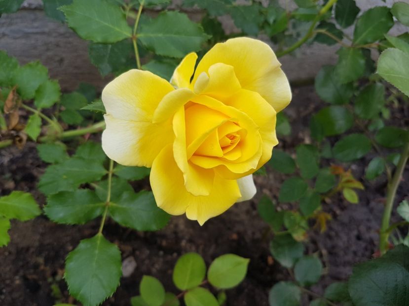  - Gradina mai 2018