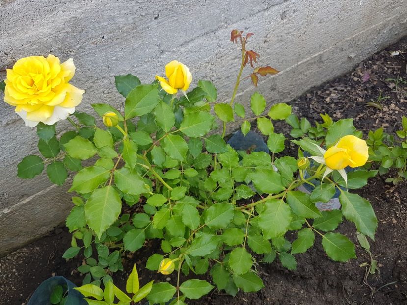  - Gradina mai 2018
