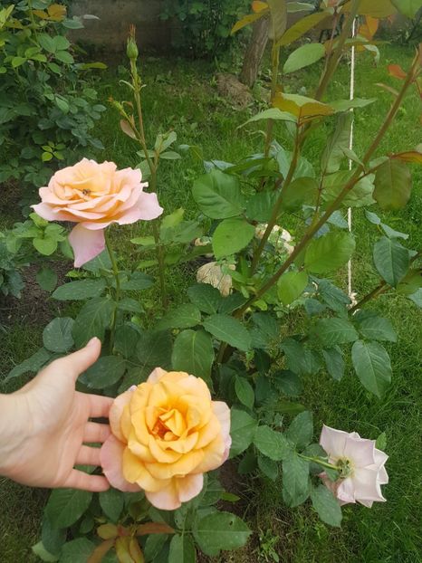  - Gradina mai 2018