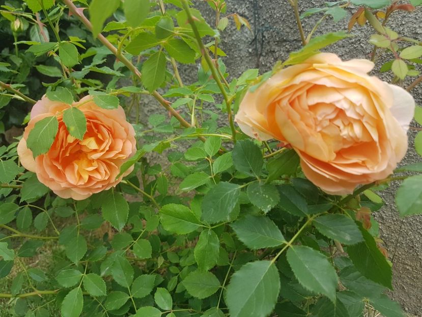 Lady of Shallot - Gradina mai 2018