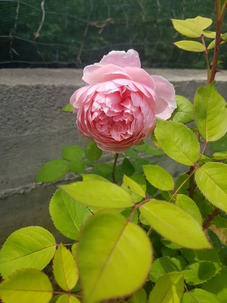  - Gradina mai 2018