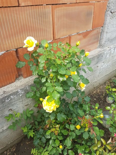  - Gradina mai 2018