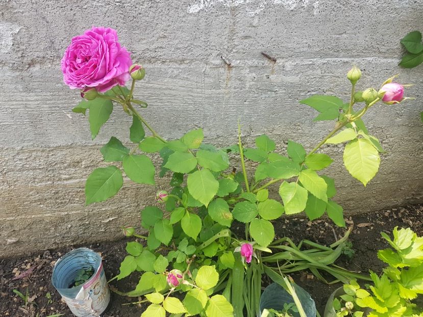 Rose de Rescht - Gradina mai 2018