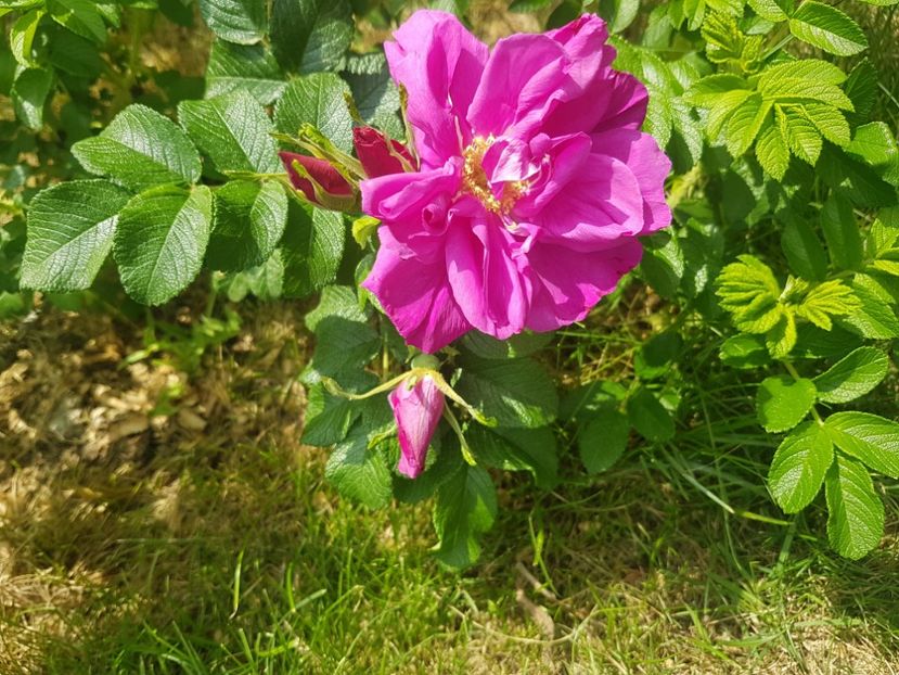  - Gradina mai 2018