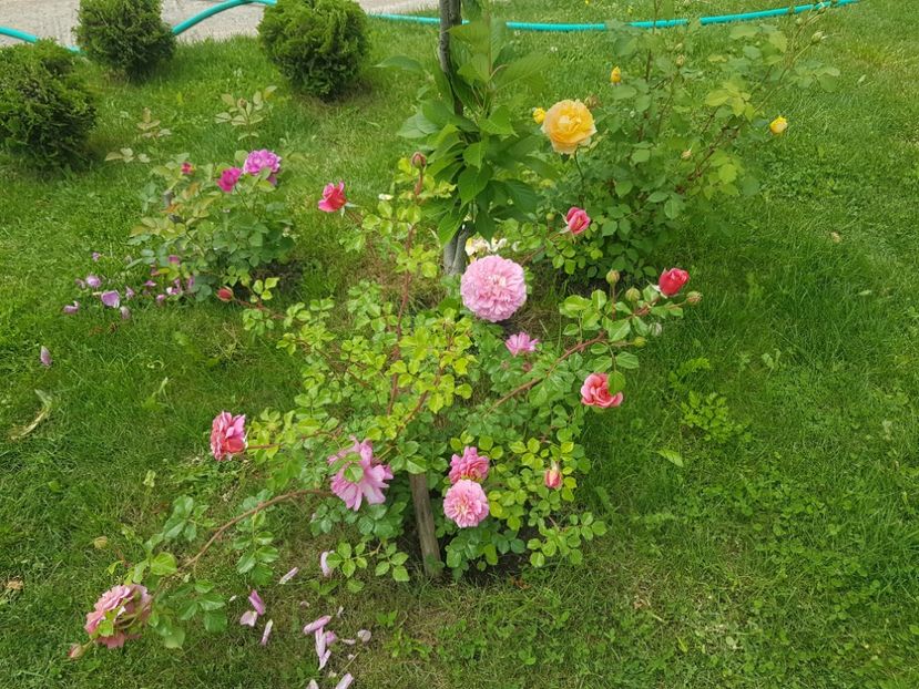  - Gradina mai 2018
