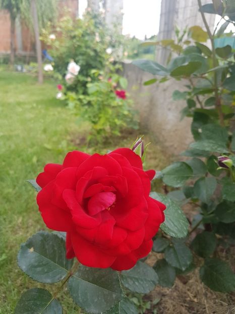  - Gradina mai 2018