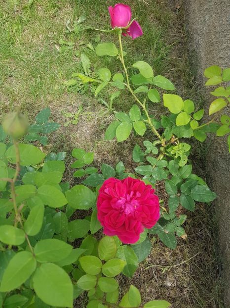  - Gradina mai 2018