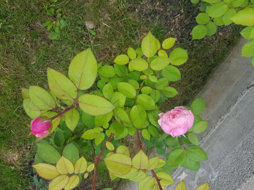  - Gradina mai 2018