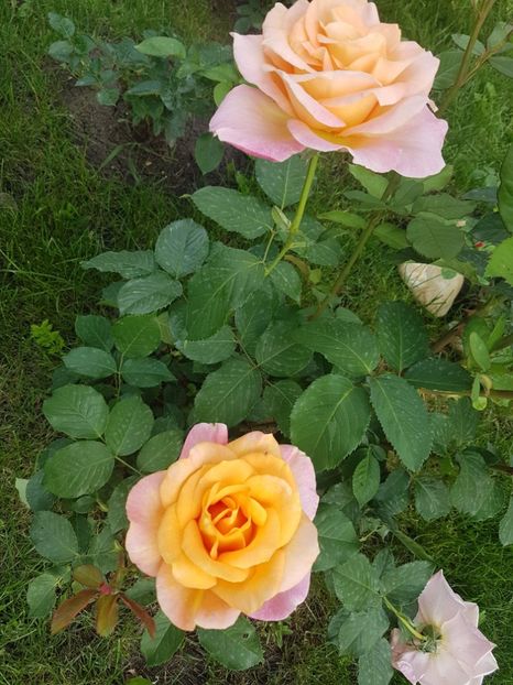  - Gradina mai 2018