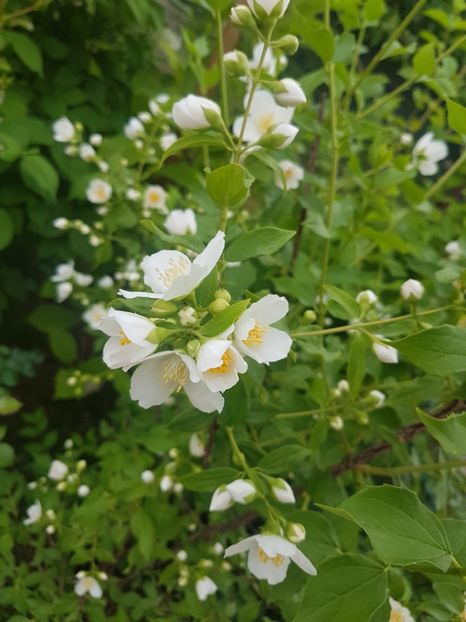  - Gradina mai 2018