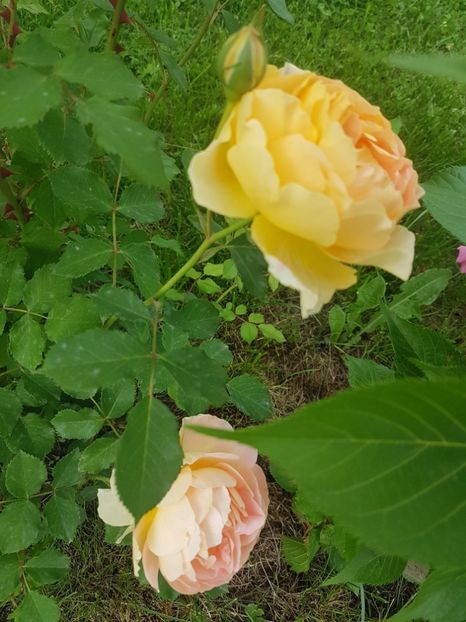  - Gradina mai 2018