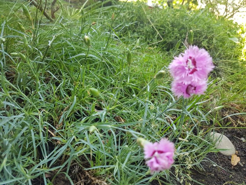  - Gradina mai 2018