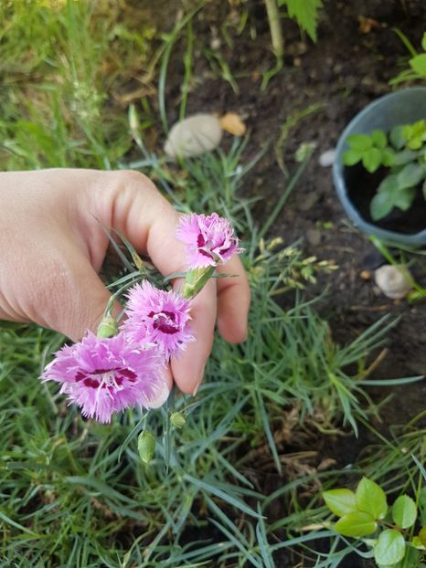  - Gradina mai 2018