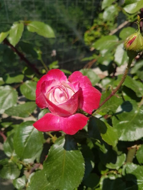  - Gradina mai 2018