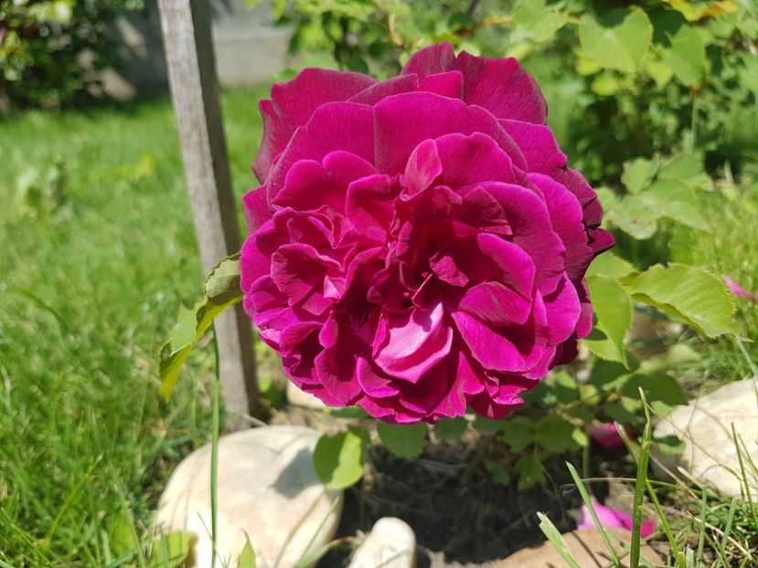  - Gradina mai 2018