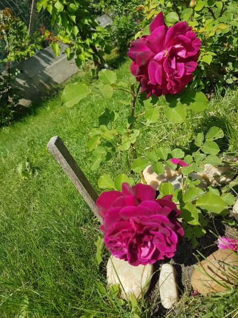 Munstead wood - Gradina mai 2018