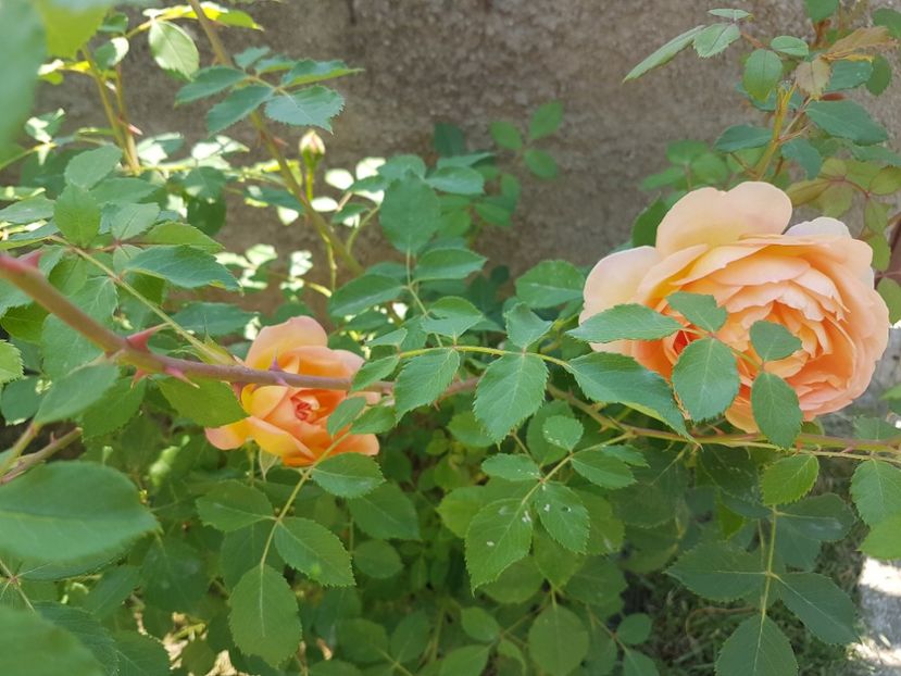  - Gradina mai 2018
