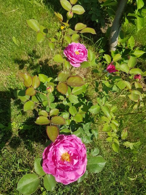  - Gradina mai 2018