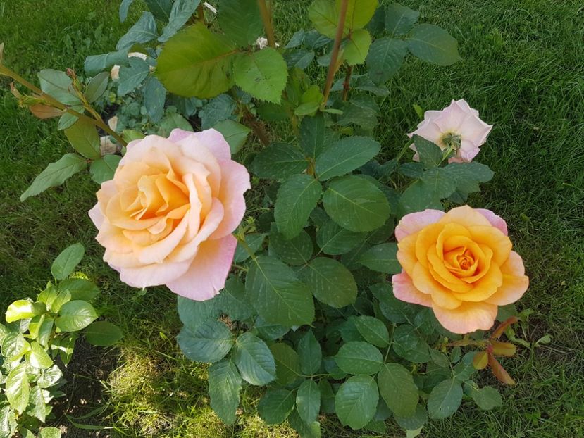 Remmy Martin - Gradina mai 2018