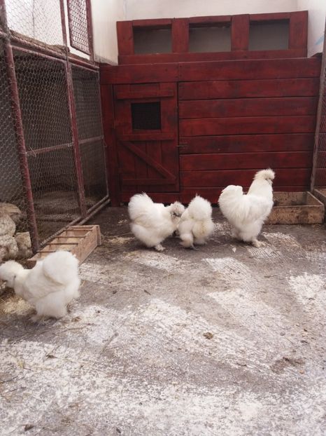  - Matase japoneza alba