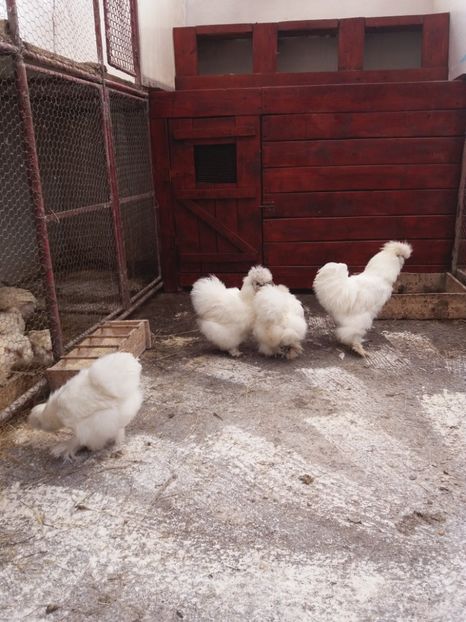  - Matase japoneza alba