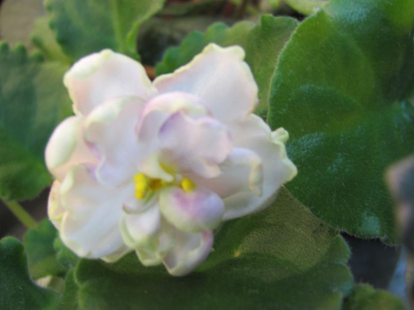  - ZZZZLE Chateau Margaux