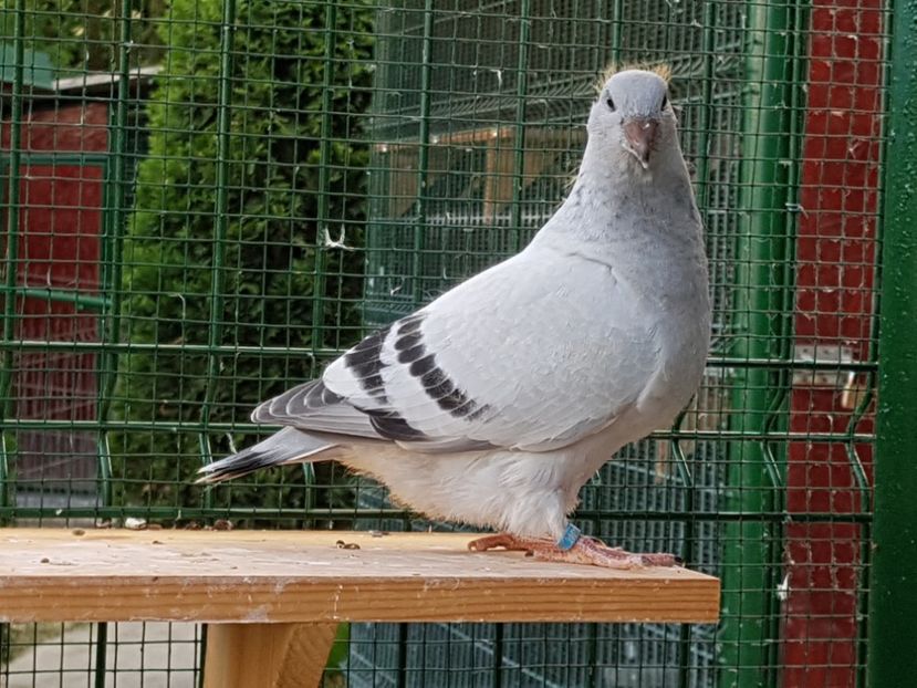 M-2018-4006 - 0-VRdF-TINERET-2018