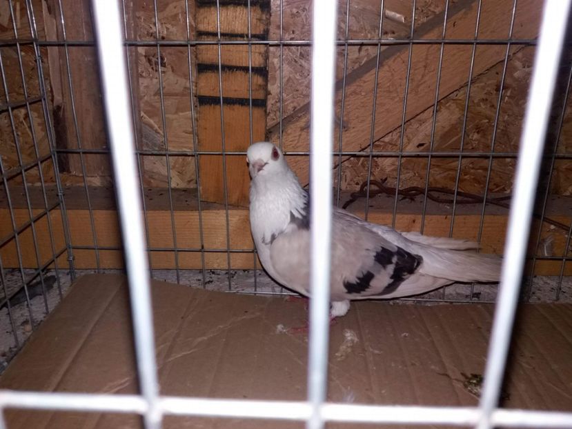 received_779250905598674 - 5-Jucatori de Amara