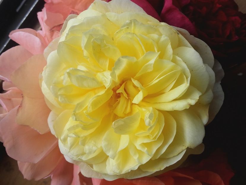 The poet s wife - Gradina-2018