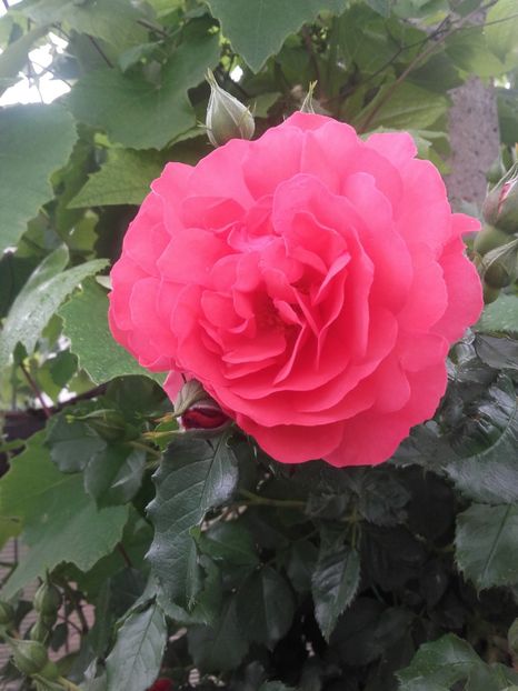 Rosarium uetersen - Gradina-2018