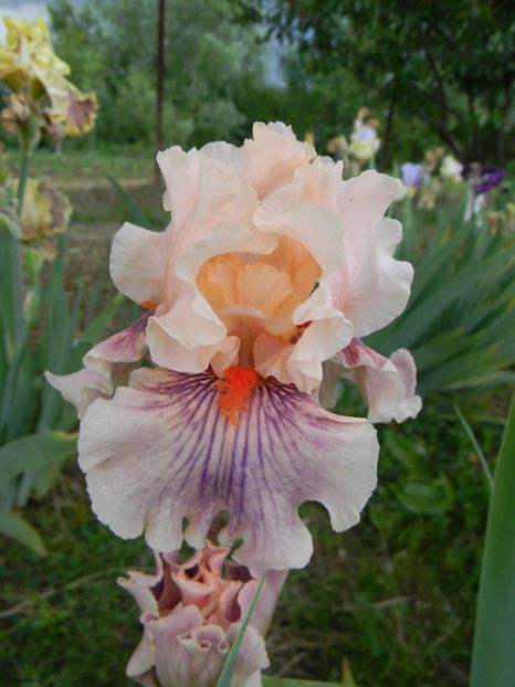 Center line - Irisi 2018