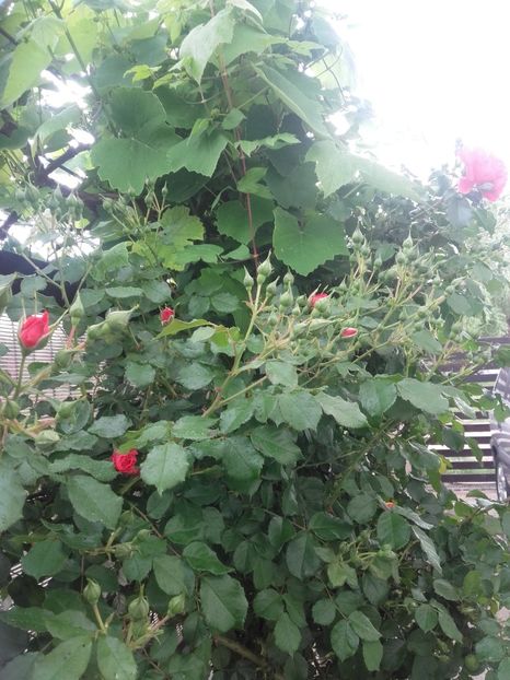 R.U.boboci fara numar - Gradina-2018