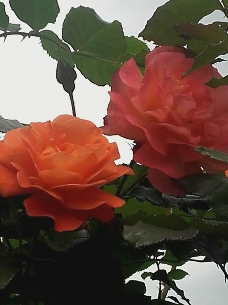 Westerlland - Gradina-2018