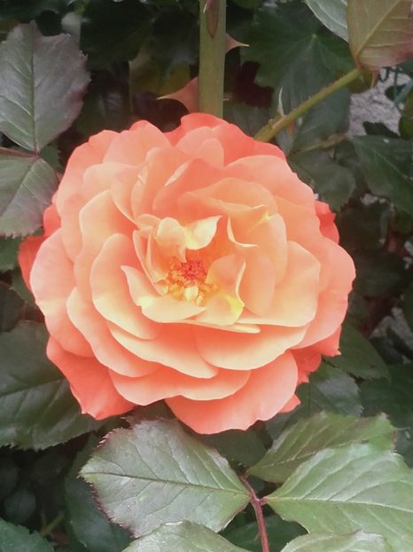 Portocaliu urcator bakker - Gradina-2018