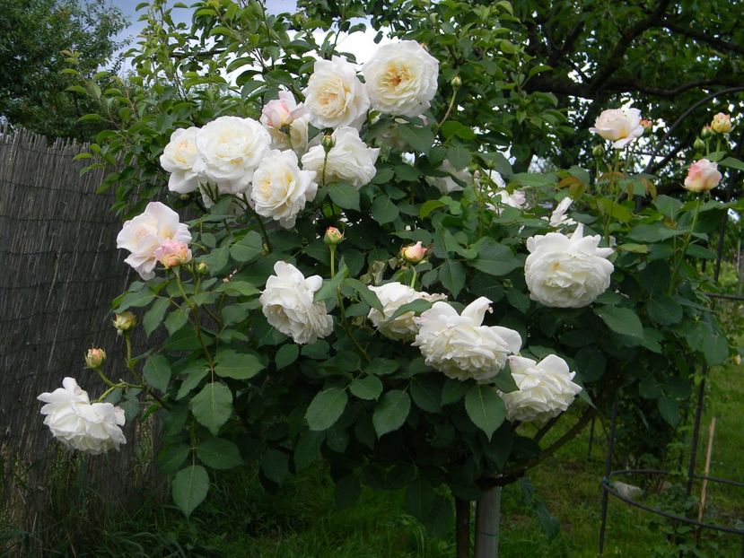 Gruss an aachen - - Colectie trandafiri