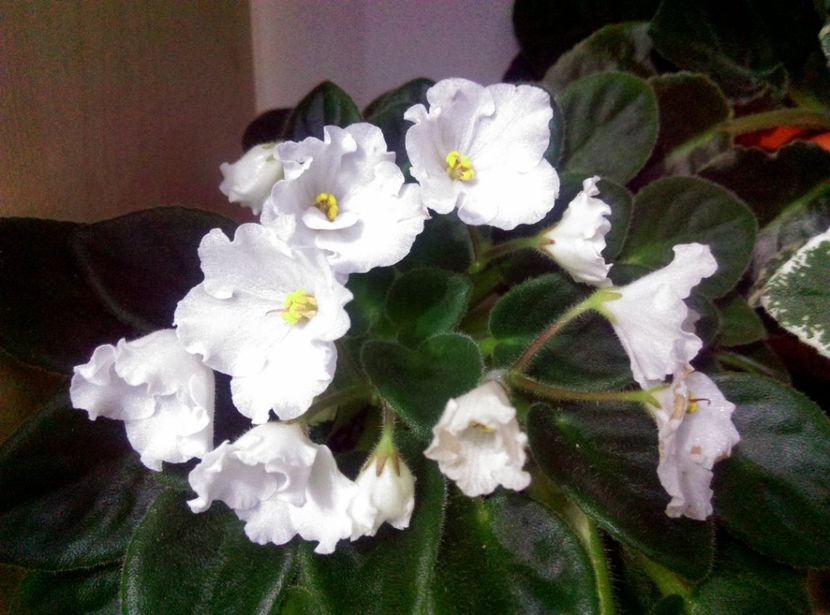  - Alan s White Feather de la AM