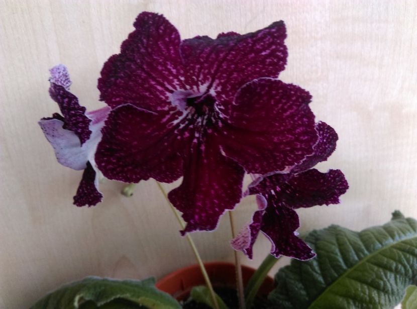  - Streptocarpusi 2018