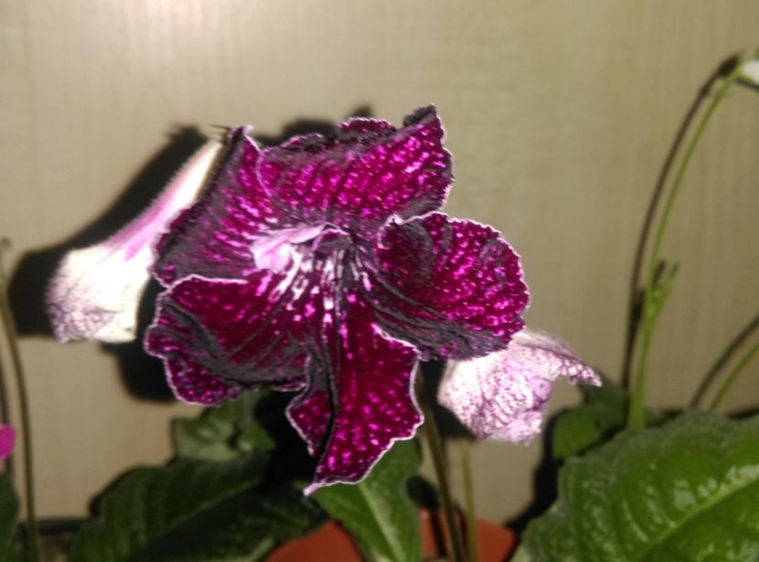  - Streptocarpusi 2018