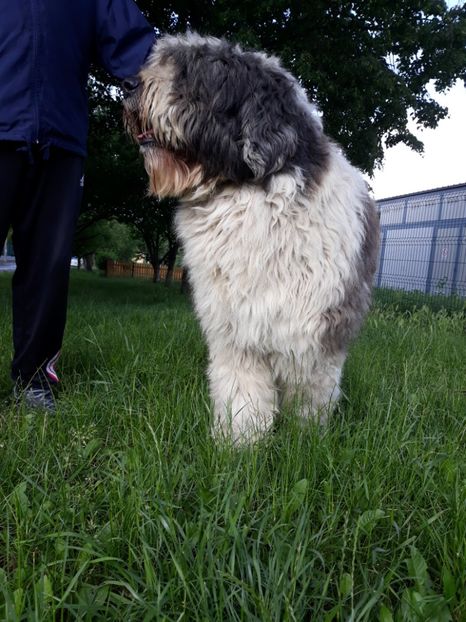  - MASCUL CIOBANESC MIORITIC PENTRU MONTA