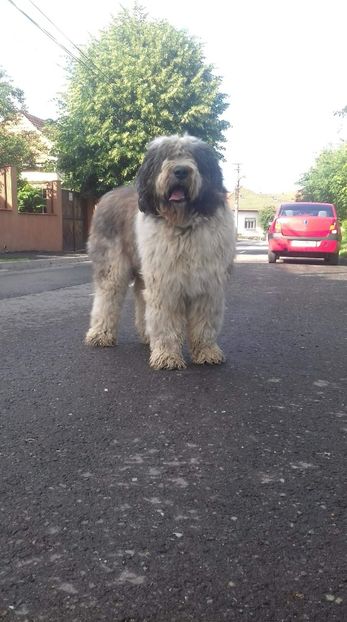 received_963474270494270 - MASCUL CIOBANESC MIORITIC PENTRU MONTA