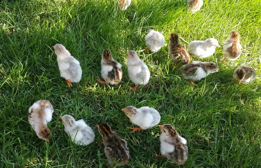  - a-Pui de Bibilică 2018