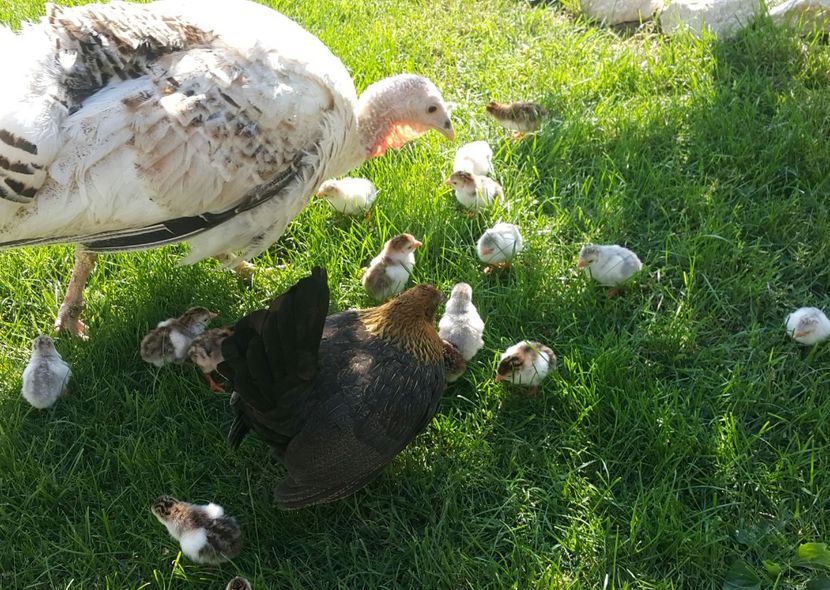  - a-Pui de Bibilică 2018